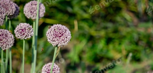 Preview: onion flower in the garden. Selective focus.