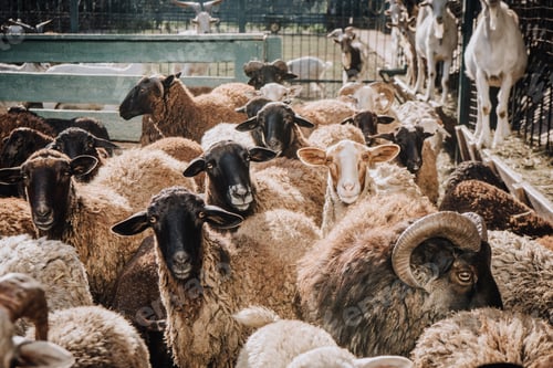 Preview: herd of adorable brown sheep grazing in corral at farm