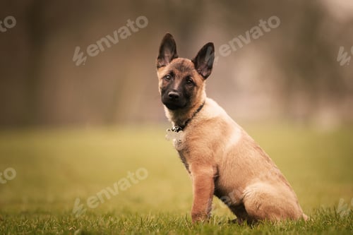 Preview: Selective focus shot of an adorable Belgian malinois puppy outdoors during daylight