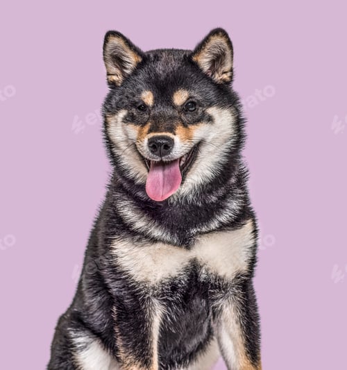 Preview: Shiba Inu puppy , 4.5 months old, sitting against purple background