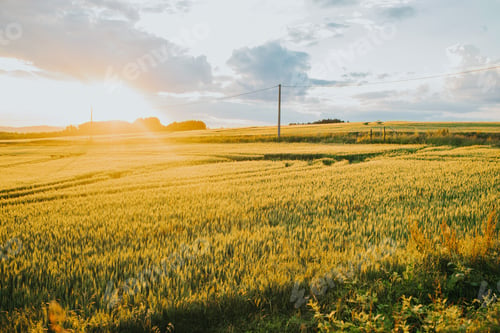 Preview: Beautiful wallpaper of the barley field at sunset