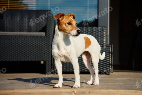 Preview: Dog walks on suburban house terrace at summer day