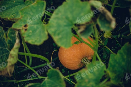 Preview: Closeup shot of a fresh pumpkin growing in the soil