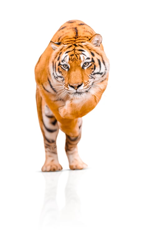 Preview: Tiger isolated on white background. Dangerous Amur Tiger jumping.