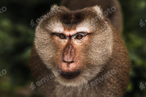 Preview: Portrait of a wild monkey. A selfie of a monkey. Macaque looks at the camera. Wild primates