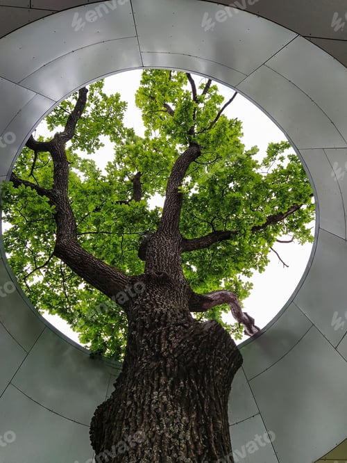 Preview: Beautiful natural oak tree in modern building interior