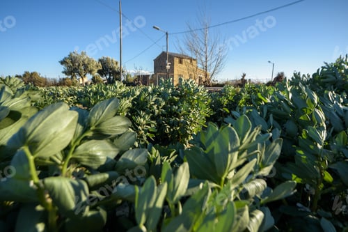 Preview: Bean plants, Vicia faba, in an orchard.