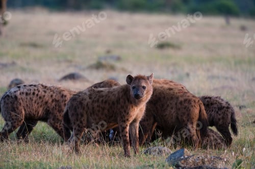 Preview: Spotted hyenas (Crocuta crocuta), Masai Mara, Kenya, Africa