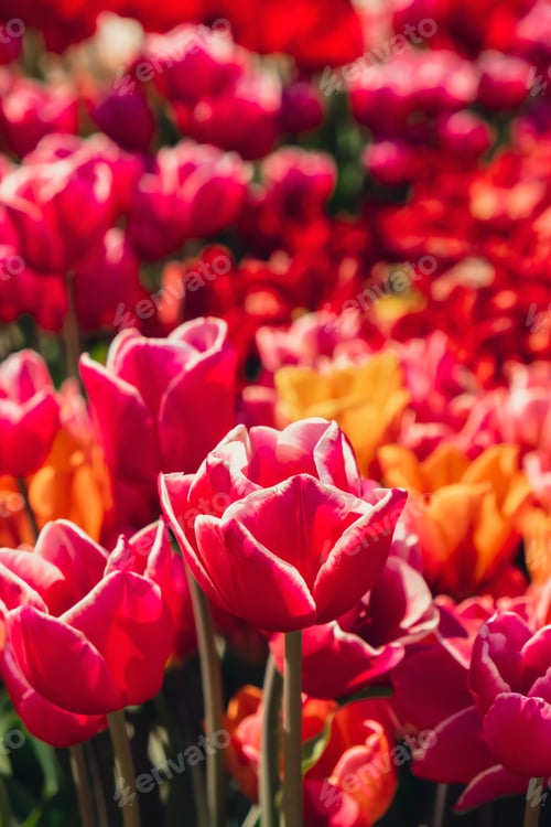 Preview: Pink Tulip flowers blooming in the garden field landscape. Beautiful spring garden with many red