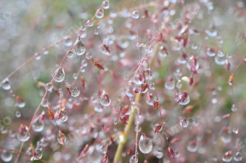 Preview: Rain or dew sparkling on delicate pink Purple Love Grass plants
