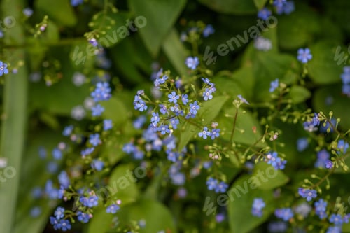 Preview: Forget me not flowers