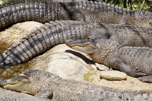 Preview: Group of crocodiles at the zoo