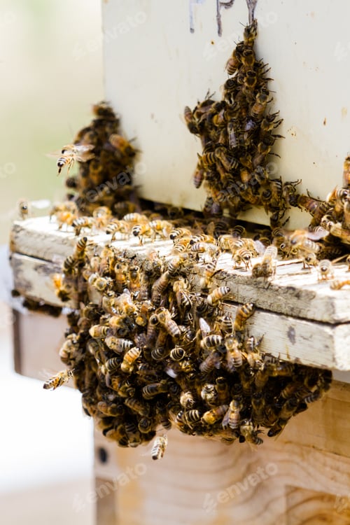 Preview: Beekeeping
