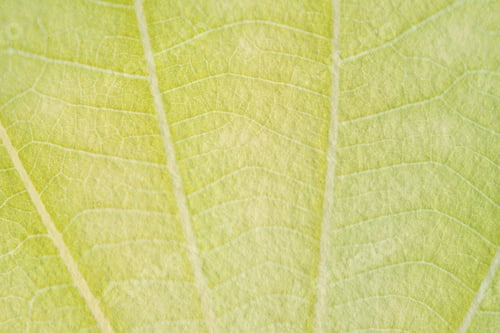 Preview: Yellow leaf macro shot background