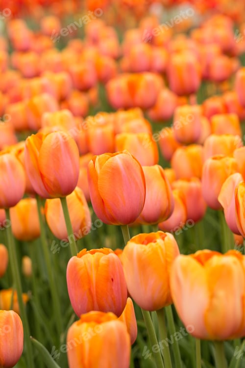 Preview: Orange Field Of Tulips In Spring Vertical