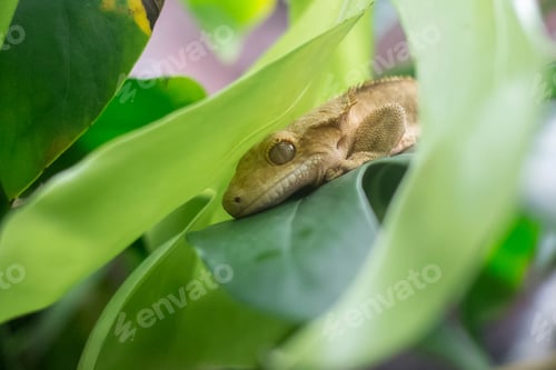 Preview: Lizard gecko in green leaves