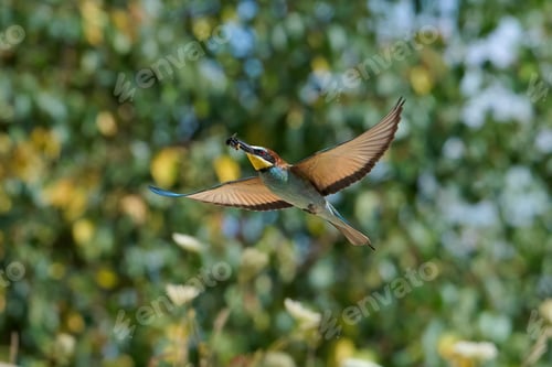 Preview: European bee-eater (Merops apiaster)