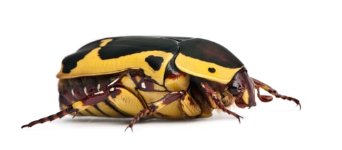 Preview: Pachnoda sinuata, a species of beetle, garden fruit chafer, in front of white background