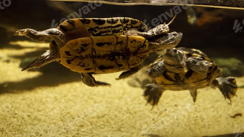 Preview: Closeup of family of two turtles swimming in sea water behind aquarium glass