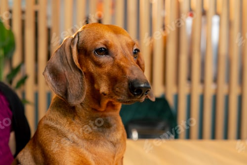 Preview: A small cute dachshund dog sits in a cafe with love for pets peers into distance with interest