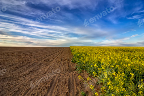 Preview: rural landscape