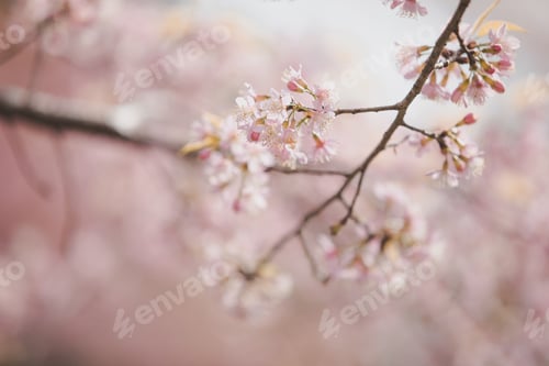 Preview: Cherry Blossom Flowers , Sakura Flowers In Pink Background Vintage Style