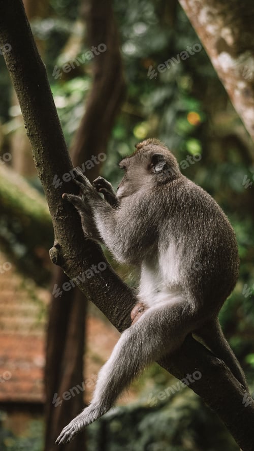 Preview: Crab-eating macaque sitting on a branch in a forested area. Ubud Monkey Forest, Bali.