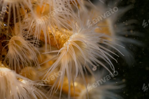 Preview: Macro Picture of an Anemone in Pacific Northwest Ocean