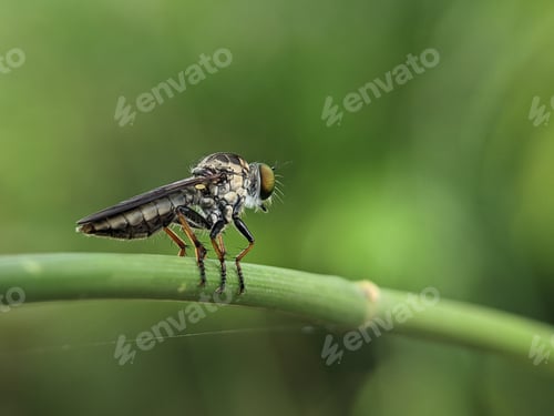 Preview: Closeup of a robber fly on a green branch