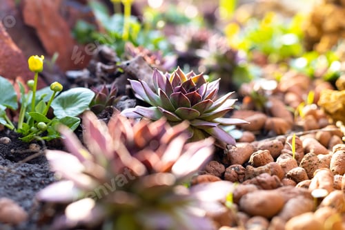 Preview: Red and green echeveria flower or stone rose growing in garden. Evergreen succulent in early spring