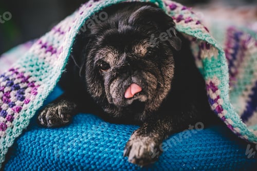 Preview: Portrait of cute lovely black dog pug looking at you under a colorful blanket at home. Best friend