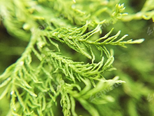 Preview: Up close with some moss