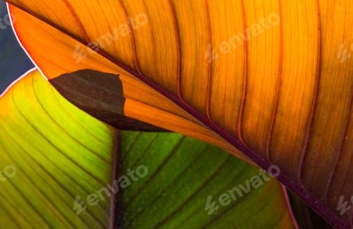 Preview: Big and beautiful leaves