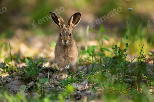 Preview: Cute brown hare jumping closer on grass in spring nature