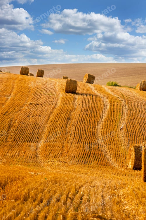 Preview: view of hay bales on field after harvest