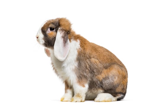 Preview: Rabbit sitting in front of white background