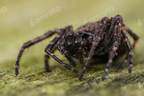 Preview: Close-up View of a Brown Orb Weaver Spider