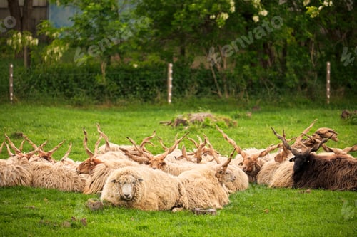 Preview: Sheep herd on the pasture