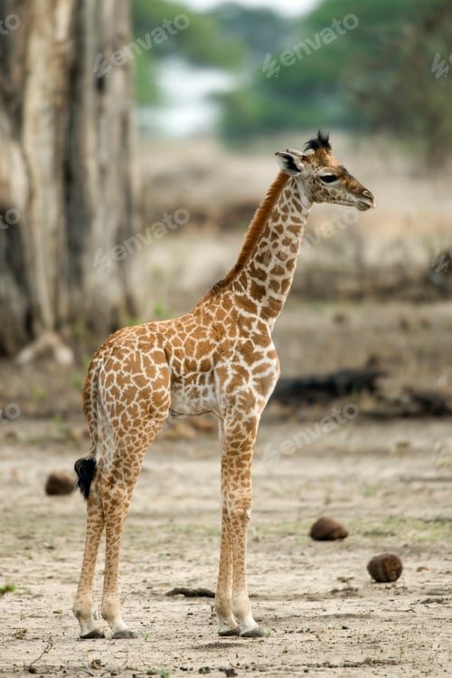 Preview: Young giraffe in the Serengeti, Tanzania, Africa