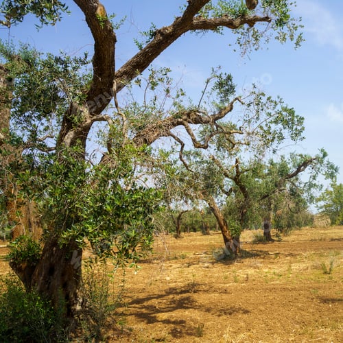 Preview: Rural landscape on Apulia between Brindisi and Mesagne