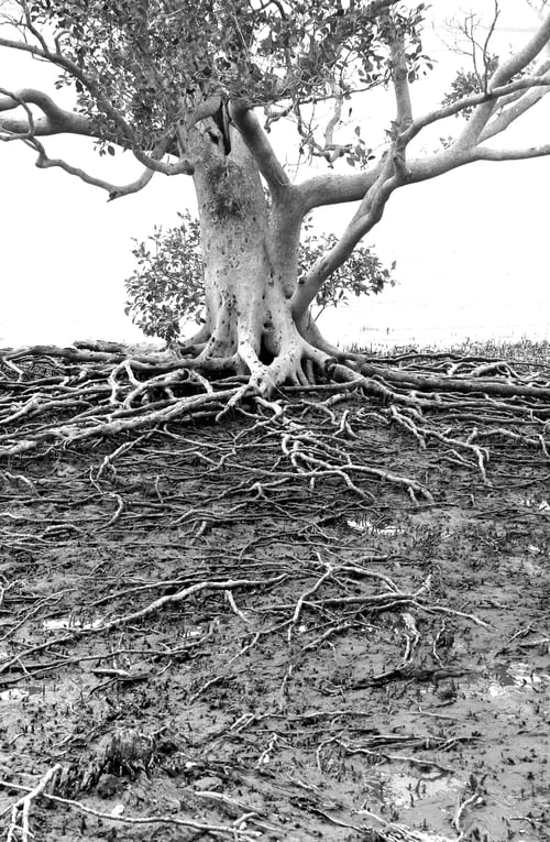 Preview: Tree with exposed root system growing out of a mangrove swamp by the seaside