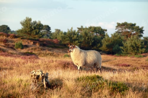 Preview: sheep on sunny summer heathland