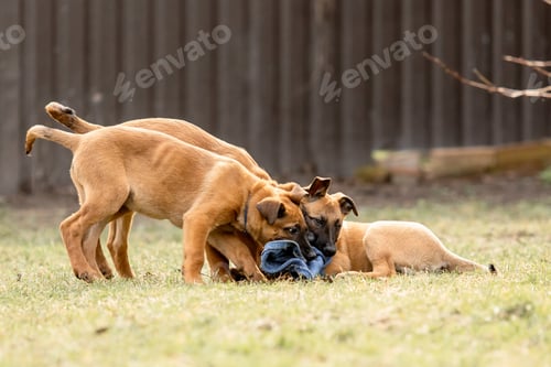 Preview: Belgian Shepherd Malinois puppies. Dog litter. Working dog kennel. Cute puppies playing outdoor