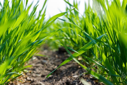 Preview: young green wheat under spring sunlight, close-up