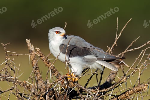 Preview: Black-shouldered kite with prey