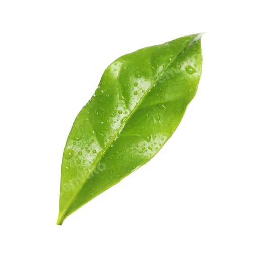 Preview: Fresh green coffee leaf with water drops isolated on white