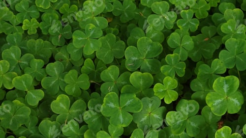 Preview: Closeup shot of clover leaves