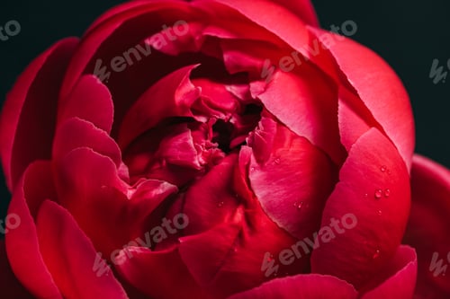 Preview: Close up View of Pink Peony With Drops Isolated on Black