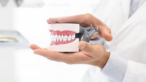 Preview: Hands of dentist holding plastic jaw model