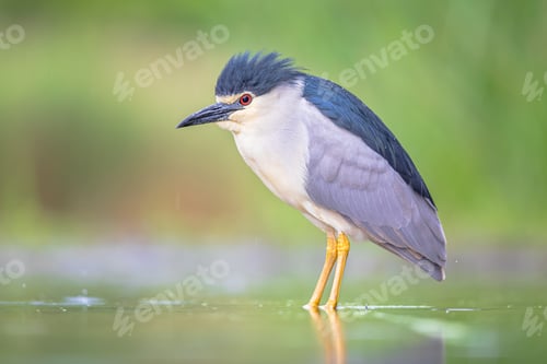 Preview: Black crowned Night Heron